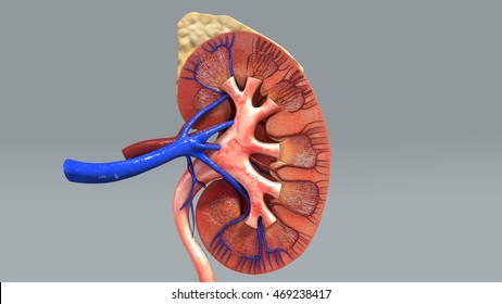 Kidney 3d Illustration