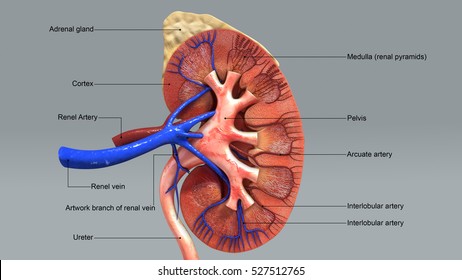 Kidney anatomy 3d illustration
