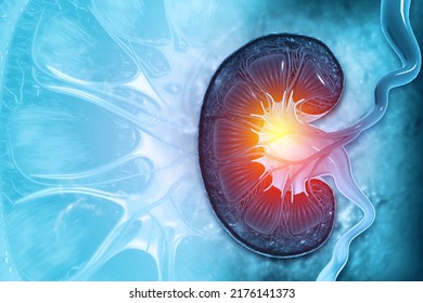 Kidney Anatomy Cross Section Kidney Disease Stock Illustration 