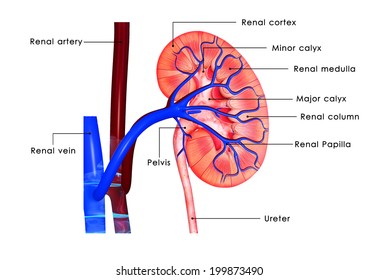 Labeled Diagram of the Human Kidney: изображения, стоковые фотографии и