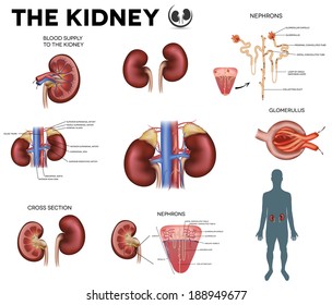 Similar Images, Stock Photos & Vectors of Human body internal organs