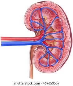 Kidney - Cross Section. Shown are the renal artery, renal vein, ureter, upper calyx, lower calyx, and glomerulus.