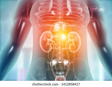 kidney in human body. 3d illustration	 - Shutterstock ID 1412858417