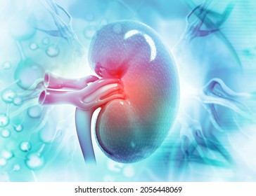 Kidney Human Renal Realistic 3d Illustration