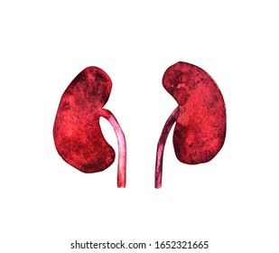 Kidney Human Renal Realistic Front View Illustration Isolated On White Background. World Kidney Day Card, Watercolor Illustration With Cute Cartoon Couple Of Kidneys.