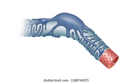 Kidney. Podocytes Are Cells In The Bowman's Capsule.