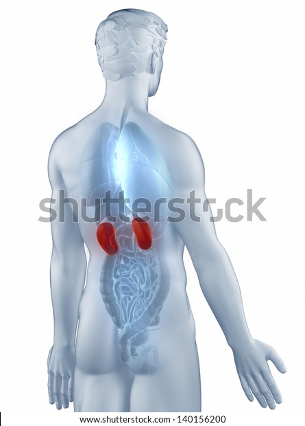 Kidney Position Anatomy Man Isolated Posterior Stock Illustration 140156200