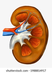 Kidney Section With Renal Vessels, Renal Cortex And Renal Medulla.