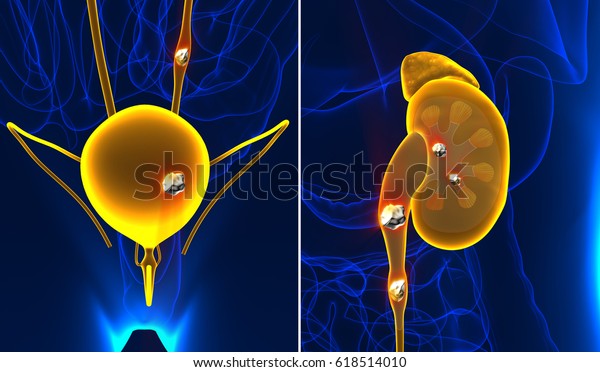 腎臓と尿の解剖学的痛み 男性の臓器痛みを伴うクリスターリン鉱物横断面 3dイラスト のイラスト素材