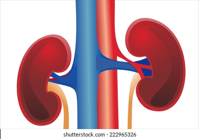 Kidneys 