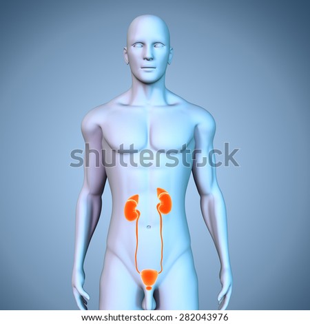 Kidneys Stock photo © 