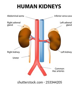 adrenal vena cava excretory kidneys glands aorta gland