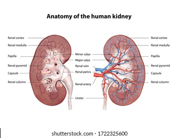 kidneys, Anatomy of the human urinary system, Cross Section. Shown are the renal artery, renal vein, ureter, upper calyx, lower calyx, and glomerulus, kidney, 3d illustration