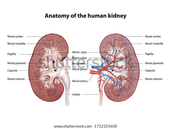 kidneys, Anatomy of\
the human urinary system, Cross Section. Shown are the renal\
artery, renal vein, ureter, upper calyx, lower calyx, and\
glomerulus, kidney, 3d\
illustration
