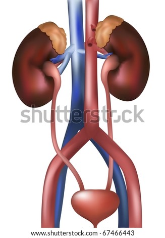 Kidneys Bladder On White Background Stock Illustration 67466443