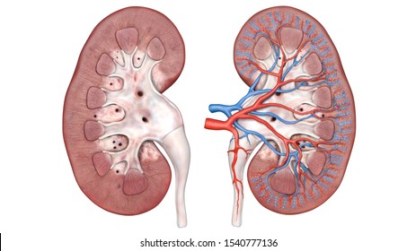 Kidneys, Human kidney anatomy cross section, scientific, two bean shaped organs, 3d, urinary system,  renal system or urinary tract, consists  ureters, bladder,transplantation, kidneys background