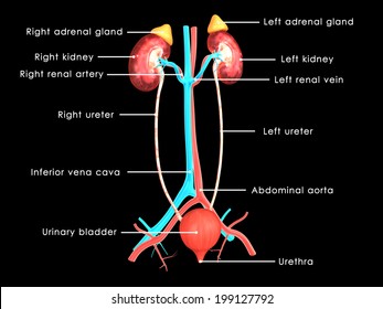 Anatomy Human Urinary System Main Parts Stock Vector (Royalty Free ...