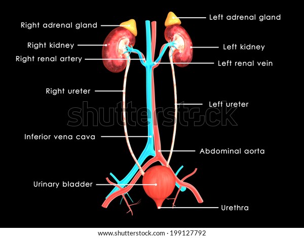 Kidneys Labelled Stock Illustration 199127792