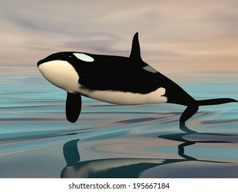 Killer Whale Jumping Upon Ocean Water By Sunset