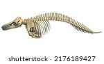 Killer Whale Orca Skeleton 3D rendering