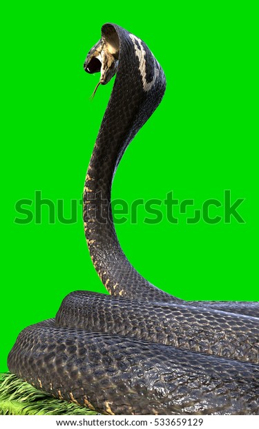 緑の背景に世界最長の毒蛇 キングコブラヘビ3dイラスト キングコブラヘビ3d草の上でのレンダリング のイラスト素材 Shutterstock