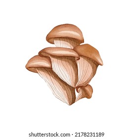 King Oyster Mushroom Watercolor Food Illustration Isolated On White Background