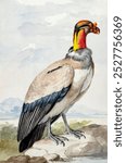 King vulture (1758) painting in high resolution by Aert Schouman. Vintage King vulture drawing illustration, old painting art print. Vintage King vulture bird painting illustration