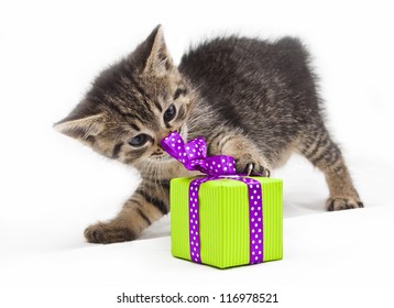 kitten with green present - Powered by Shutterstock