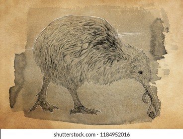 Kiwi Bird Sketch Vintage Style Stock Illustration 1184952016 | Shutterstock