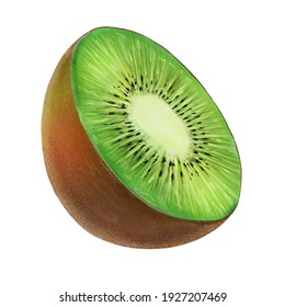 Kiwi fruit illustration isolated on whitte background. Hand-drawn kiwifruit or Chinese gooseberry. Half of green kiwi with waterdrops for food apps, market, websites. Summer symbol