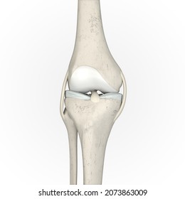 Knee Anatomy Anterior View 3D Rendering, Articular Cartilage, Meniscus, ACL, PCL, MCL, LCL, Knee Skeletons, Knee Joint