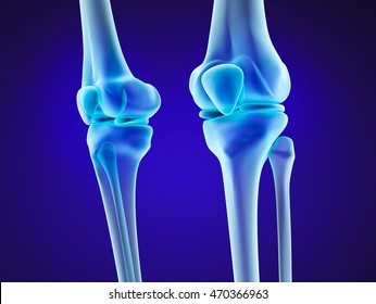 Knee anatomy. Xray view. Medically accurate 3D illustration 