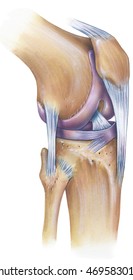 Knee - Anterolateral View. Shown are the patella, anterior cruciate ligament, patellar ligament, fibular collateral ligament, lateral meniscus, lateral femoral condyle, femur, tibia, and fibula.