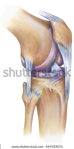 膝盖 前侧视图 显示的是帕特拉 前十字韧带 颌韧带 纤维附带韧带 侧半月板 股骨侧 胫骨 胫骨和纤维 库存插图