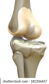 knee, bone, human knee, 3d rendered knee illustration, pain illustration knee side, 3d illustration knee side, Knee x-ray 