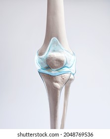 Knee cartilage bone   muscles pain  human leg anatomy  3d illustration	