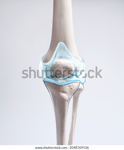 Knee cartilage bone and muscles pain,\
human leg anatomy, 3d\
illustration	