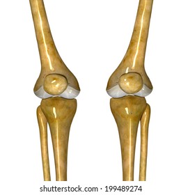 Knee Joint Stock Illustration 199489274 | Shutterstock