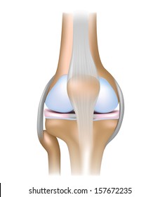 Knee Joint Anatomy