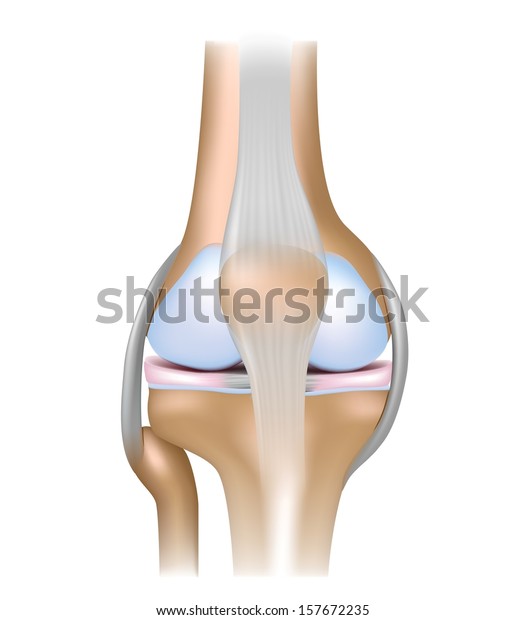 Knee Joint Anatomy Stock Illustration 157672235
