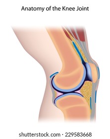 Knee Joint Anatomy Unlabeled.