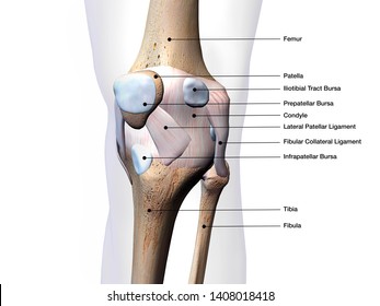 406 Connective tissue diagram Stock Illustrations, Images & Vectors ...