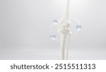 Knee joint with healthy, 3D Bone knee joint, Healthy human skeleton anatomy isolated on white background. 3d rendering.