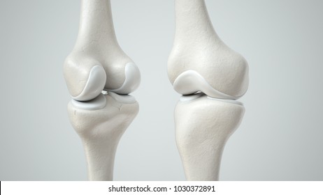 Kniegelenke mit gesundem Knorpel, vorne und hinten — 3D-Rendering