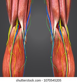 Knee Joint Muscle Anatomy With Arteries Veins Nerves And Lymph Nodes Posterior View 3d Illustration