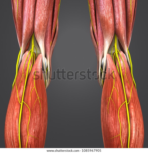 Knee Joint Muscle Anatomy Skeleton Nerves Stock Illustration 1085967905