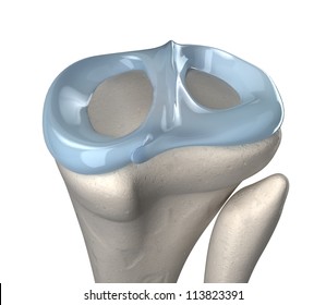 Knee Meniscus Anatomy