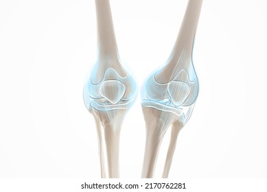 Knee Pain Cartilage, Bone And Muscles, Human Leg Anatomy, 3d Illustration