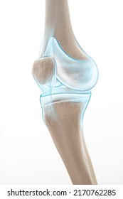 Knee Pain Cartilage, Bone And Muscles, Human Leg Anatomy, 3d Illustration