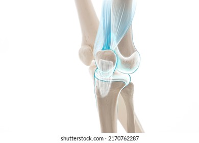 Knee Pain Cartilage, Bone And Muscles, Human Leg Anatomy, 3d Illustration